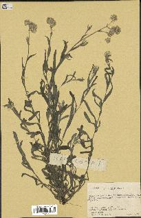 spécimen de Gnaphalium sp.