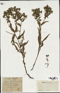 spécimen de Andryala integrifolia