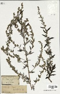 spécimen de Artemisia vulgaris