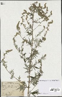 spécimen de Artemisia vulgaris