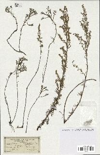 spécimen de Artemisia crithmifolia