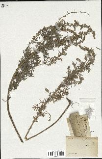 spécimen de Artemisia absinthium