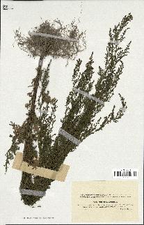 spécimen de Artemisia annua