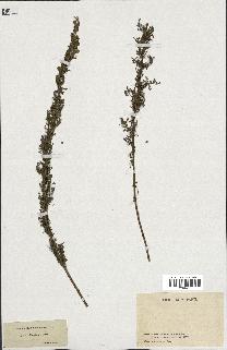 spécimen de Artemisia chamaemelifolia