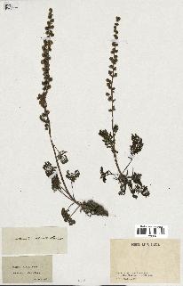 spécimen de Artemisia tanacetifolia