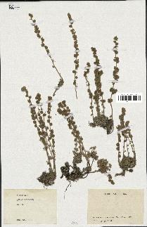 spécimen de Artemisia sp.