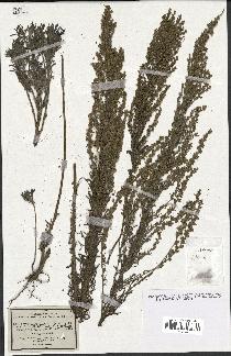 spécimen de Artemisia caerulescens