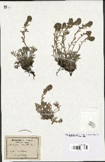 spécimen de Artemisia eriantha