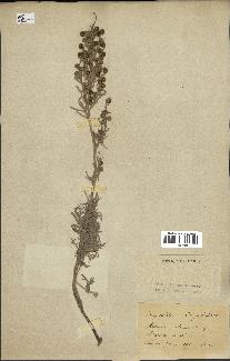 spécimen de Artemisia arborescens