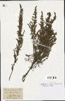 spécimen de Artemisia procera