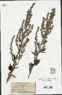 spécimen de Artemisia vulgaris