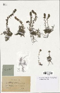 spécimen de Artemisia spicata