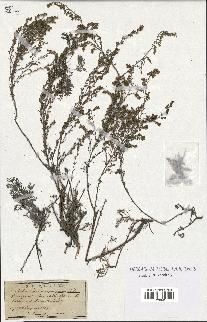 spécimen de Artemisia monogyna