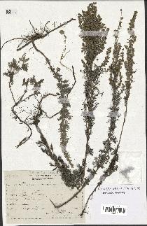 spécimen de Artemisia pontica