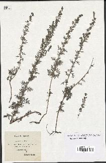 spécimen de Artemisia pontica