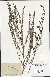 spécimen de Artemisia crithmifolia