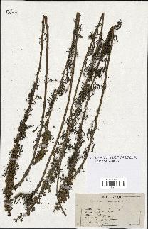 spécimen de Artemisia chamaemelifolia