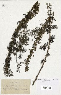 spécimen de Artemisia chamaemelifolia