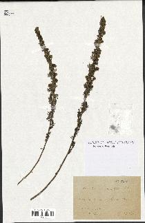 spécimen de Artemisia chamaemelifolia