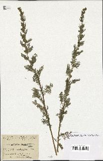 spécimen de Artemisia chamaemelifolia