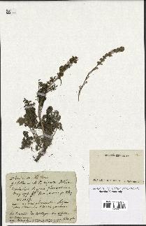 spécimen de Artemisia eriantha