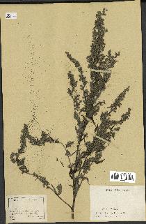 spécimen de Artemisia sp.