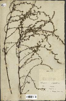 spécimen de Artemisia campestris