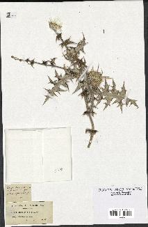 spécimen de Echinops spinosus