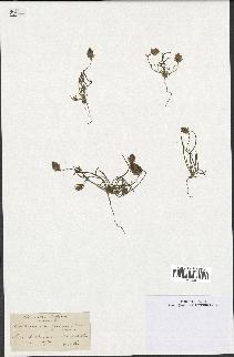 spécimen de Catananche arenaria