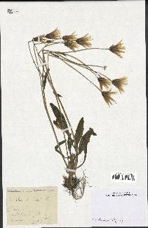 spécimen de Catananche lutea