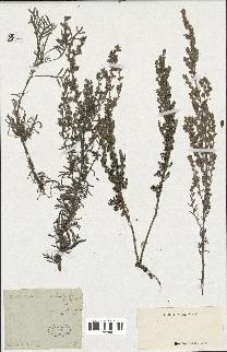 spécimen de Artemisia palmata