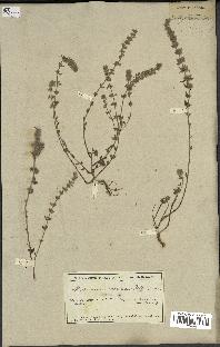 spécimen de Micromeria nervosa