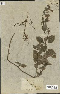 spécimen de Calamintha grandiflora