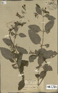 spécimen de Calamintha grandiflora