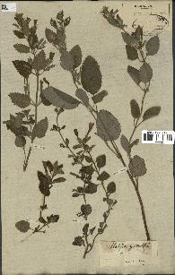 spécimen de Calamintha grandiflora