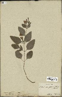 spécimen de Calamintha grandiflora