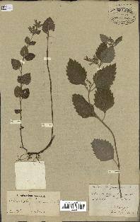 spécimen de Calamintha grandiflora