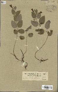 spécimen de Calamintha grandiflora