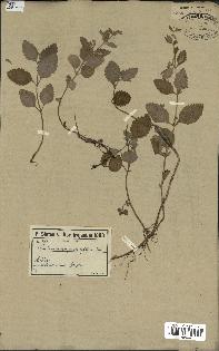 spécimen de Calamintha grandiflora