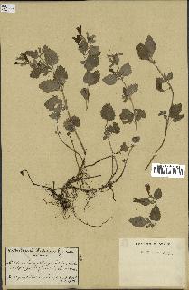 spécimen de Calamintha grandiflora