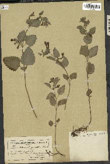 spécimen de Calamintha grandiflora