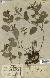 spécimen de Calamintha grandiflora