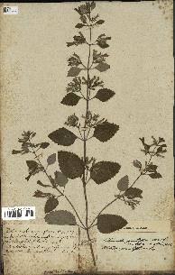 spécimen de Calamintha grandiflora