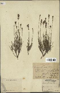 spécimen de Lavandula spica