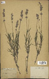 spécimen de Lavandula spica