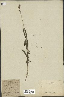 spécimen de Lavandula spica