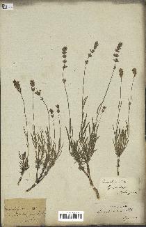 spécimen de Lavandula spica