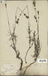 spécimen de Lavandula spica