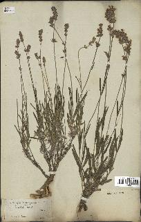 spécimen de Lavandula spica
