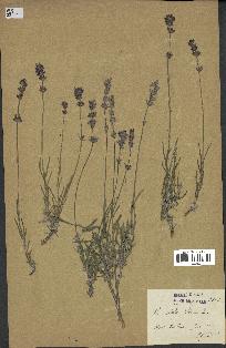 spécimen de Lavandula spica